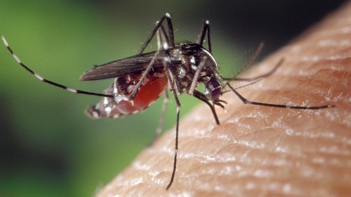 A complete guidelines for mosquito treatment and prevention