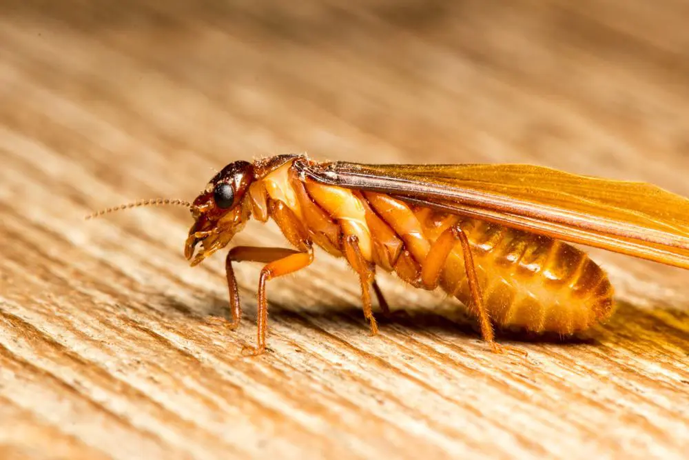 A comprehensive guide to removing Termites from your home